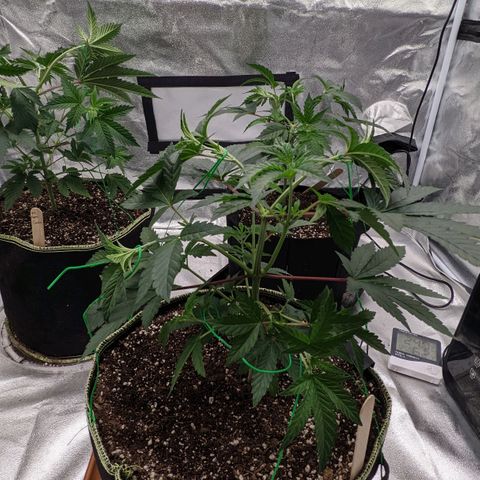 Apple Candies growlog photo: Light water 