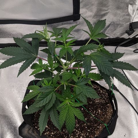 Apple Candies growlog photo: Light water 
