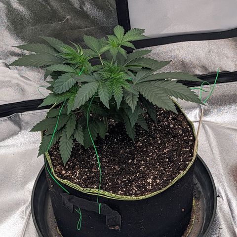 Apple Candies growlog timeline photo