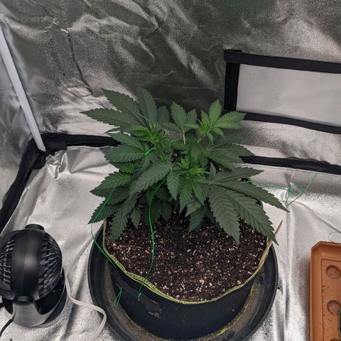 Apple Candies growlog timeline photo