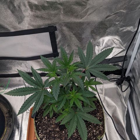 Apple Candies growlog timeline photo