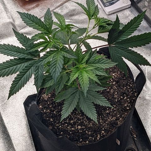 Apple Candies growlog timeline photo