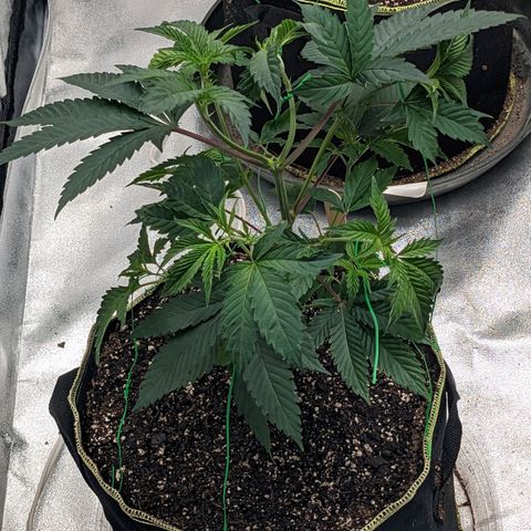 Apple Candies growlog timeline photo