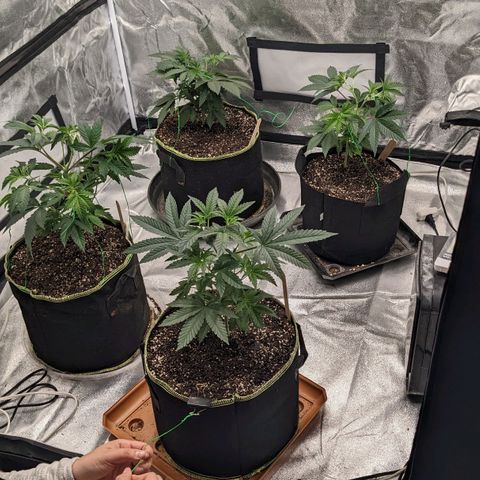 Apple Candies growlog timeline photo
