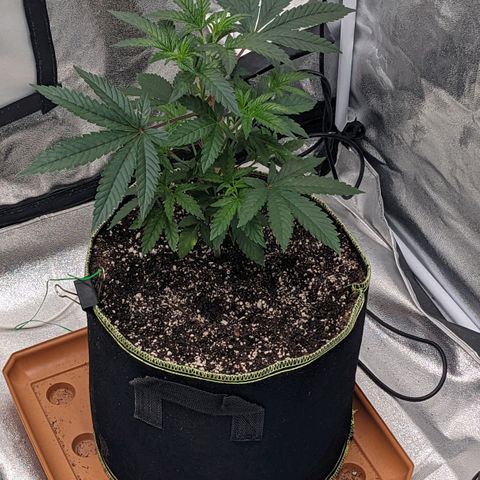 Apple Candies growlog timeline photo