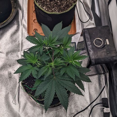 Apple Candies growlog timeline photo