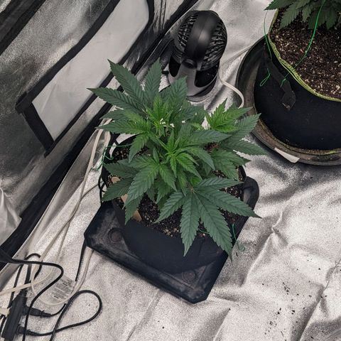 Apple Candies growlog timeline photo