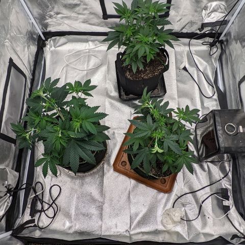 Apple Candies growlog timeline photo