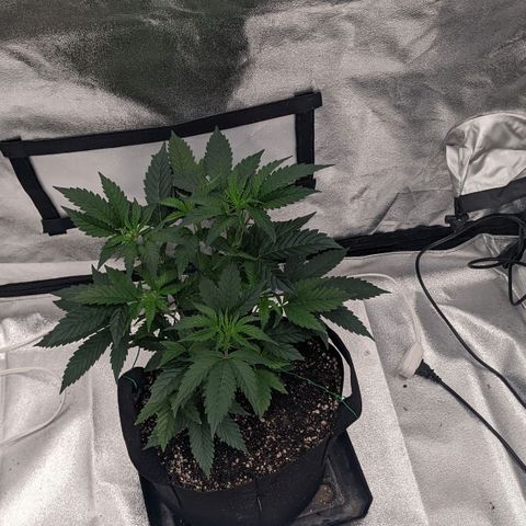 Apple Candies growlog timeline photo