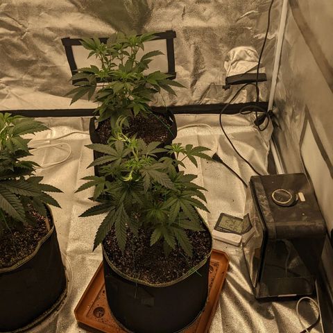Apple Candies growlog timeline photo