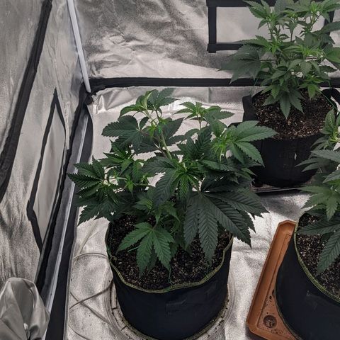 Apple Candies growlog timeline photo