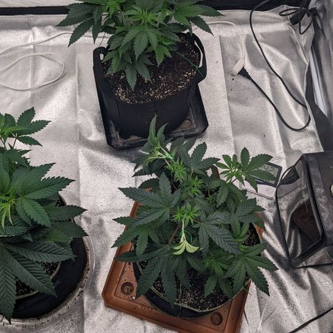 Apple Candies growlog timeline photo