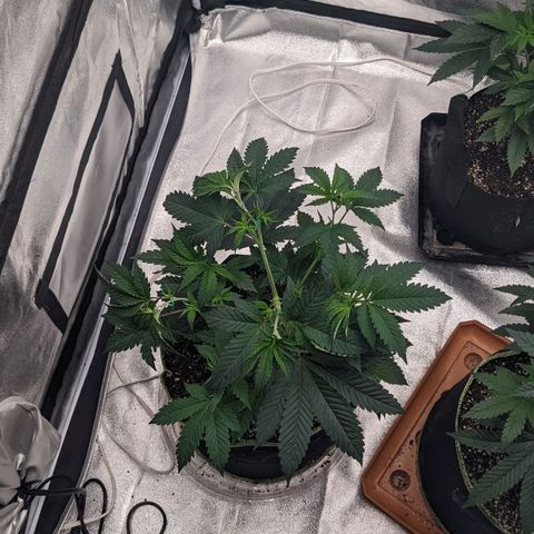 Apple Candies growlog timeline photo