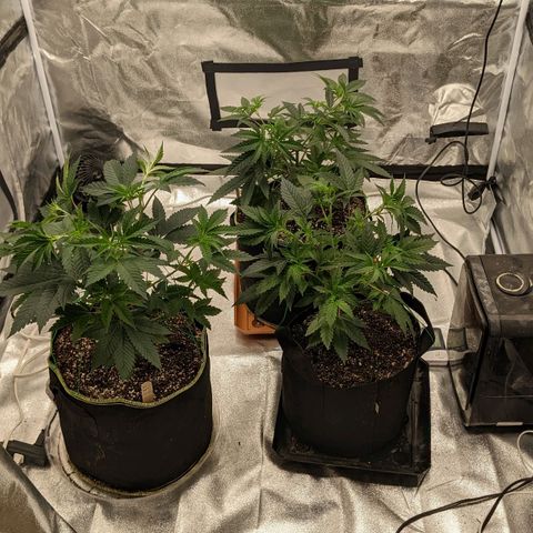 Apple Candies growlog photo: Stretched out 