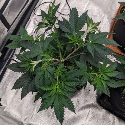 Apple Candies growlog photo: Stretched out 