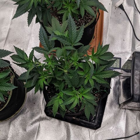 Apple Candies growlog photo: Stretched out 