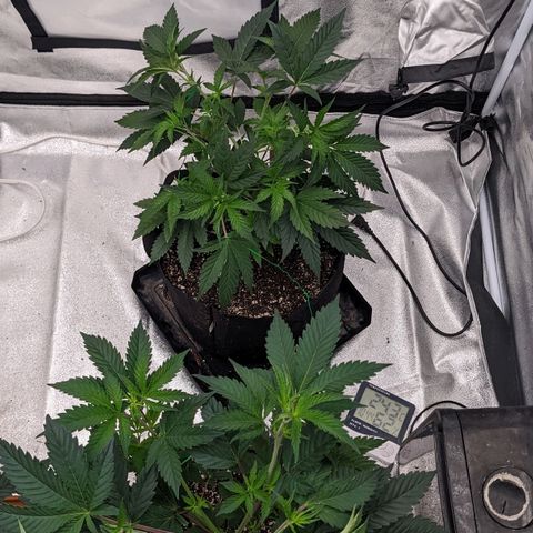 Apple Candies growlog photo: Stretched out 