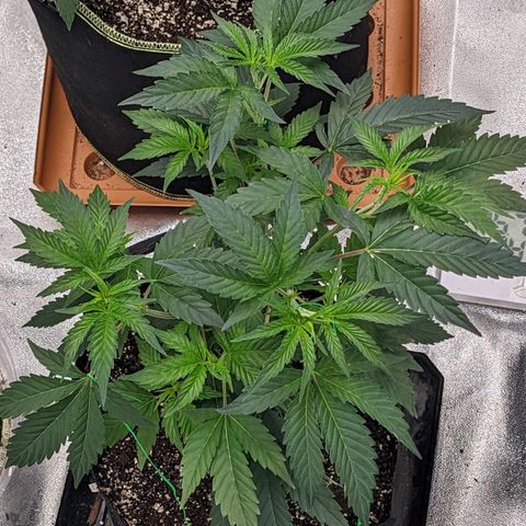 Apple Candies growlog photo: Stretched out 