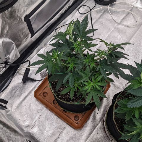 Apple Candies growlog photo: Stretched out 