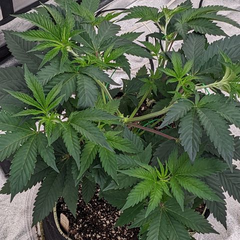Apple Candies growlog photo: Stretched out 