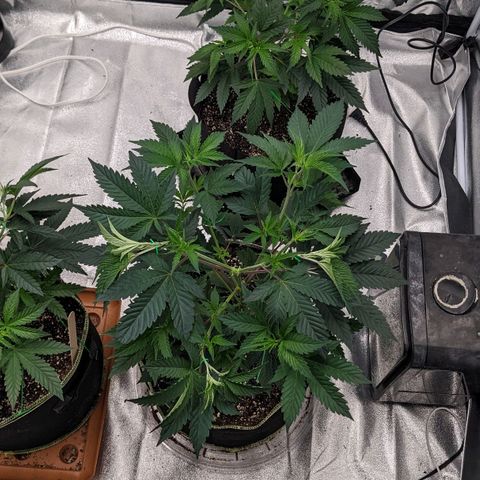 Apple Candies growlog photo: Stretched out 