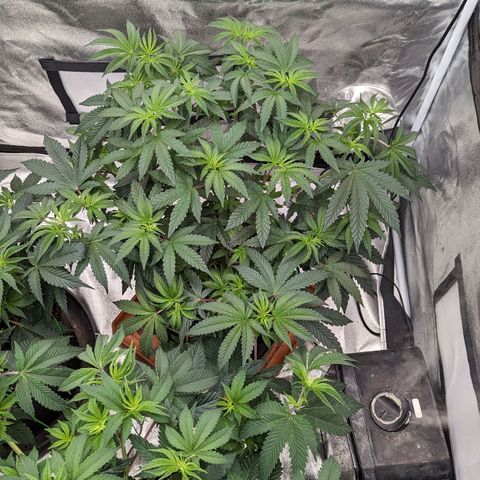 Apple Candies growlog photo: Nutrients 