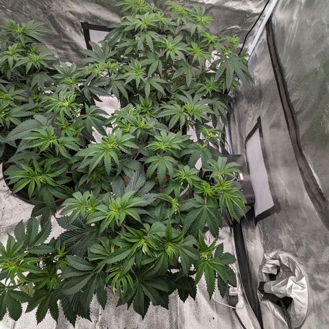 Apple Candies growlog photo: Nutrients 