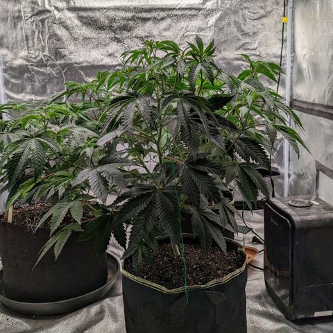 Apple Candies growlog photo: Nutrients 