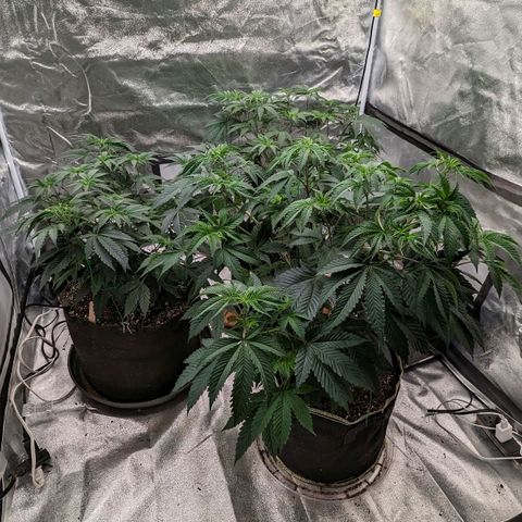 Apple Candies growlog photo: Nutrients 