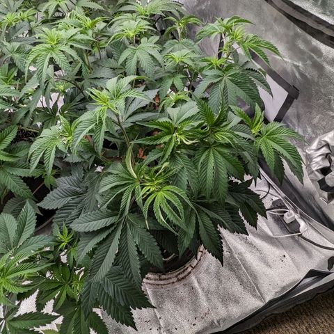 Apple Candies growlog photo: Nutrients 