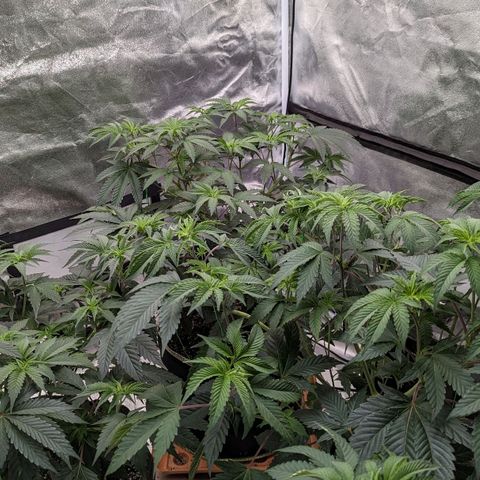 Apple Candies growlog photo: Nutrients 