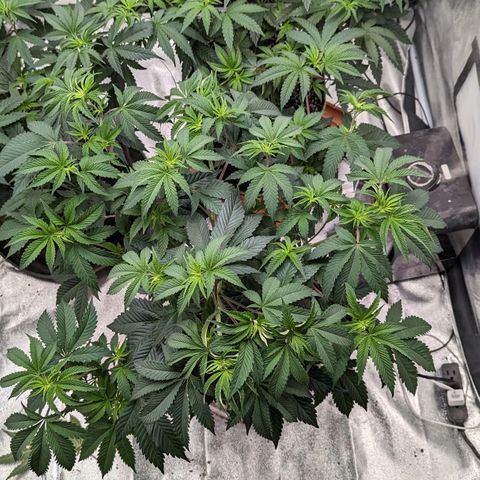 Apple Candies growlog photo: Nutrients 