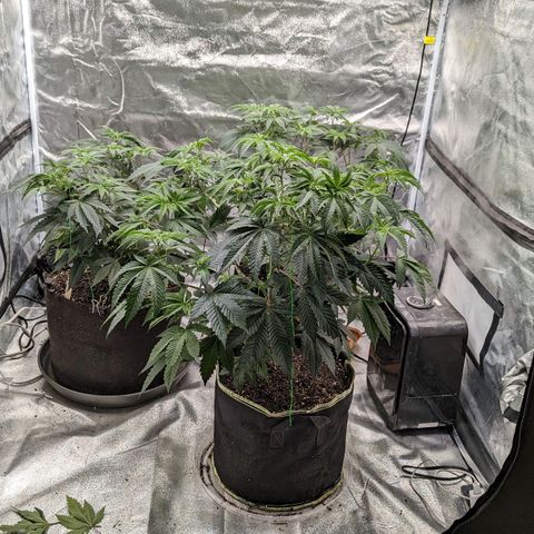 Apple Candies growlog photo: Nutrients 
