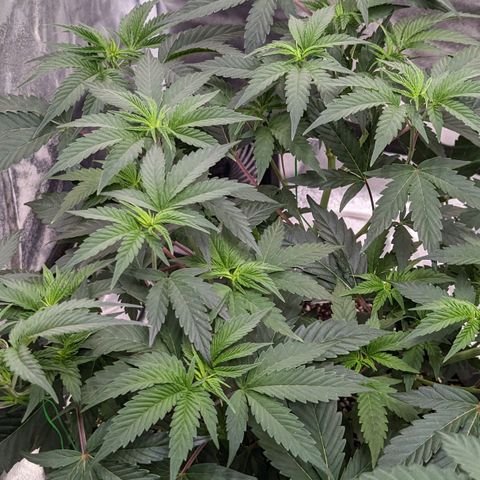 Apple Candies growlog photo: Nutrients 