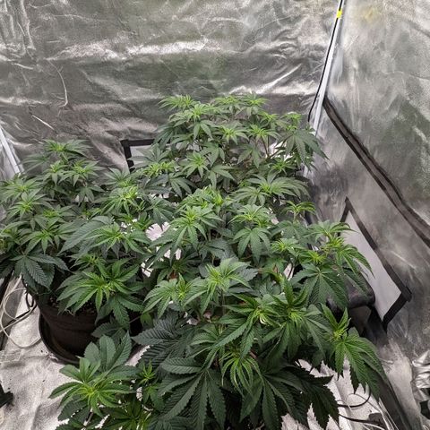 Apple Candies growlog photo: Nutrients 
