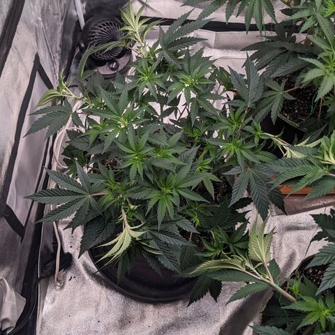 Apple Candies growlog timeline photo
