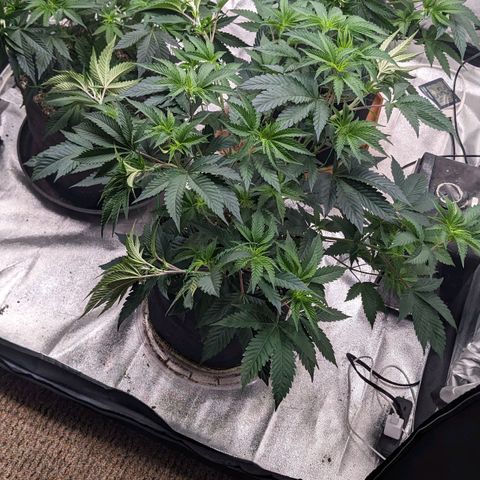 Apple Candies growlog timeline photo