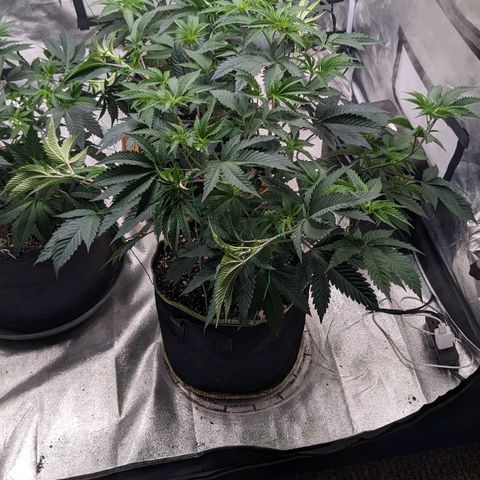 Apple Candies growlog timeline photo