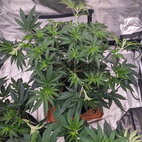 Apple Candies growlog timeline photo