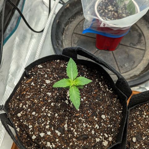Lemon Cherry Gelato x Black Velvet #1 growlog timeline photo