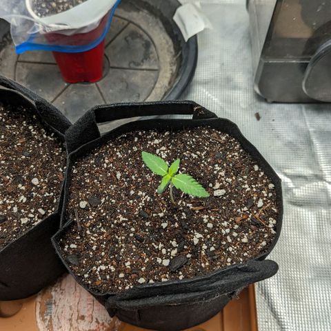 Lemon Cherry Gelato x Black Velvet #1 growlog timeline photo