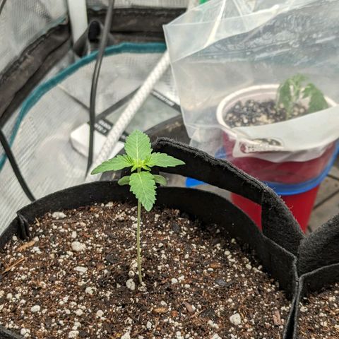 Lemon Cherry Gelato x Black Velvet #1 growlog timeline photo