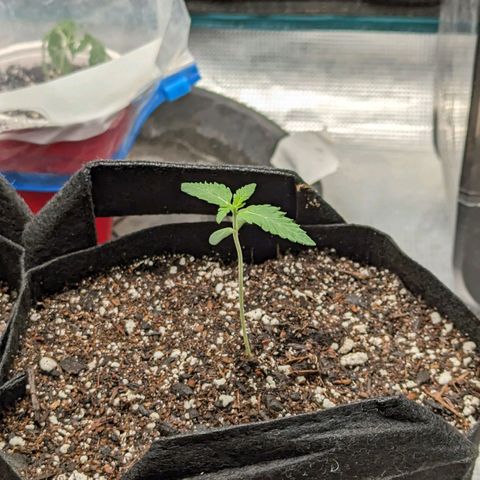 Lemon Cherry Gelato x Black Velvet #1 growlog timeline photo