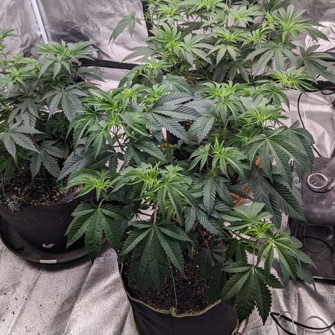 Apple Candies growlog timeline photo