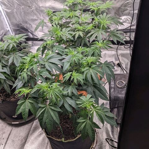 Apple Candies growlog timeline photo