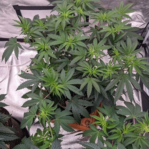 Apple Candies growlog timeline photo