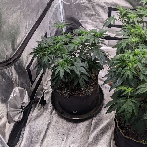 Apple Candies growlog timeline photo
