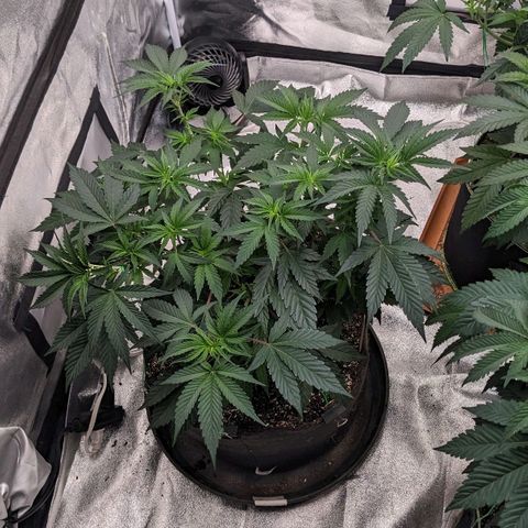 Apple Candies growlog timeline photo