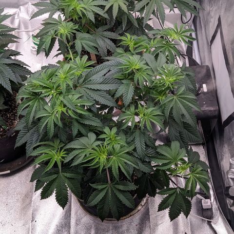Apple Candies growlog timeline photo