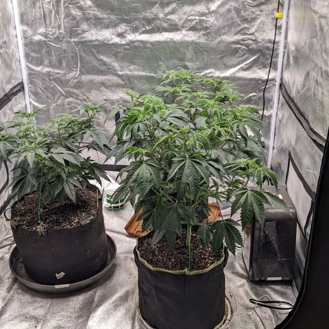 Apple Candies growlog timeline photo